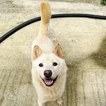 adopt-pet