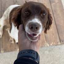 adopt-pet
