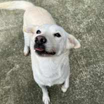 adopt-pet