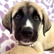 adopt-pet
