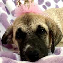 adopt-pet
