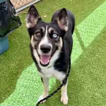 adopt-pet
