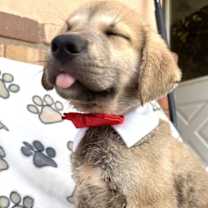 adopt-pet