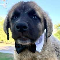 adopt-pet