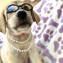 adopt-pet