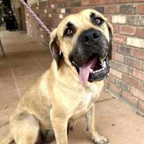 adopt-pet