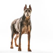 Thumbnail photo of Maverick #3