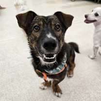 adopt-pet