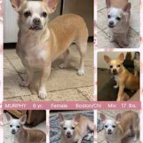 adopt-pet