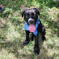 Thumbnail photo of Koda Bear CMc #3