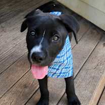 Thumbnail photo of Koda Bear CMc #4