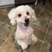adopt-pet