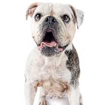 Thumbnail photo of Joy #4