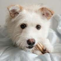 adopt-pet