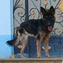 Thumbnail photo of Tripod Vicki #3