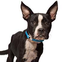 Thumbnail photo of Buddy #1