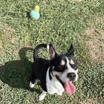 Thumbnail photo of Foxy #2