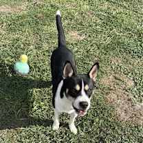 Thumbnail photo of Foxy #3