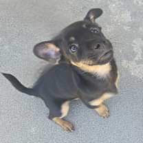 Thumbnail photo of Frijolito #1