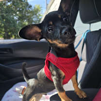 Thumbnail photo of Frijolito #2