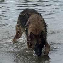 Thumbnail photo of Gunnar #4