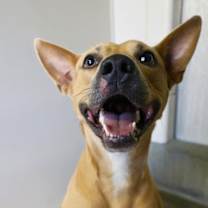 Thumbnail photo of Mochi #2