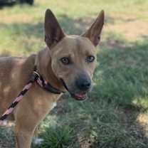 Thumbnail photo of Mochi #3