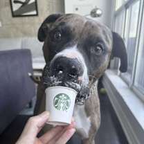 adopt-pet