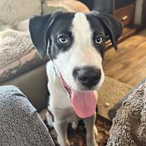 Thumbnail photo of Blue #2