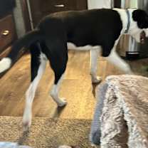 Thumbnail photo of Blue #3