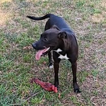 Thumbnail photo of Amelia #4