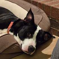 Thumbnail photo of Ozzy #2