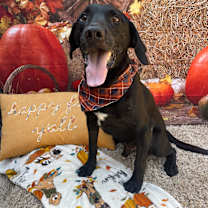 Thumbnail photo of Roy #1