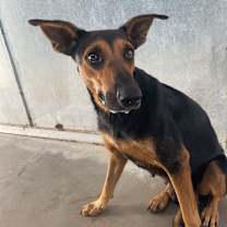 Thumbnail photo of Starburst #2