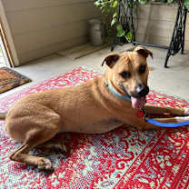 Thumbnail photo of Rover #1