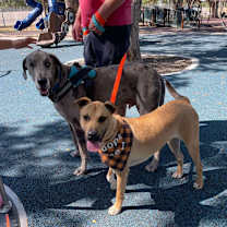 Thumbnail photo of Rover #3