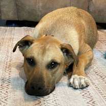 Thumbnail photo of Rover #4