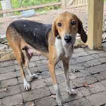 Thumbnail photo of Maple #3