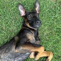 Thumbnail photo of Tilly #1