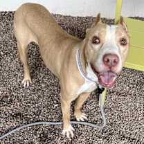 adopt-pet
