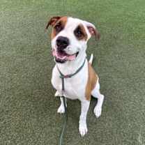 adopt-pet