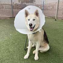 adopt-pet