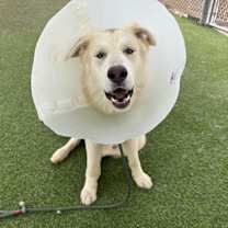adopt-pet