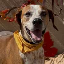 adopt-pet