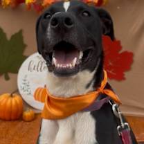 adopt-pet