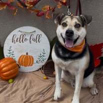 adopt-pet