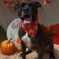 adopt-pet