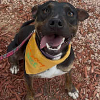 adopt-pet