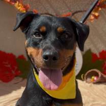 adopt-pet