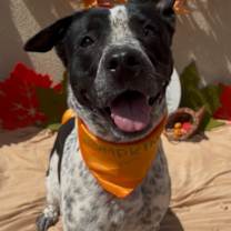 adopt-pet